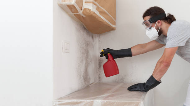 Attic Mold Remediation treatment on roof deck in Caledonia