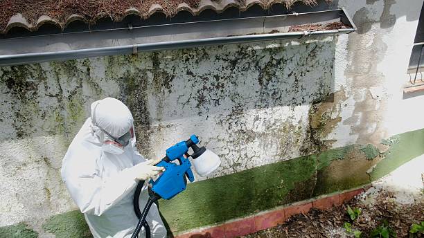 Mold Remediation service in Caledonia, Caledonia, MI
